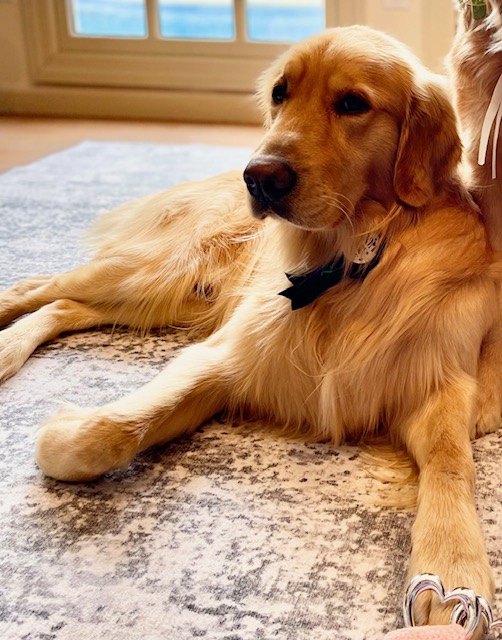 Show Golden Retriever