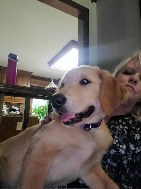 Meet Brooks puppy and the brooks family